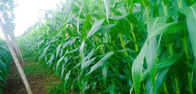 150 ha Bắp, 50 ha Gừng tại Phước Long, Bình Phước